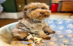 Cavapoo dogs for sale: Gorgeous Rainbow Cavapoos 🌈 - Advert 2