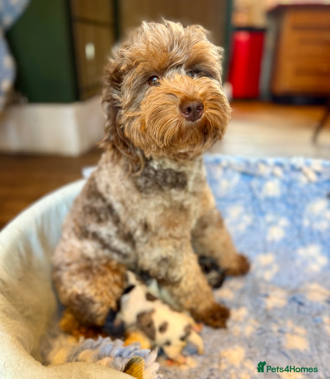 Cavapoo dogs for sale: Gorgeous Rainbow Cavapoos 🌈 - Advert 2