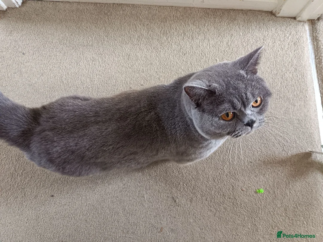 British Shorthair cats for stud: GCCF registered Blue British ShortHair stud  - Advert 5