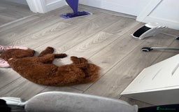 Miniature Poodle dogs for stud: Handsome Miniature Poodle Stud  - Image 6