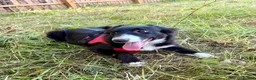 Border Collie dogs for sale: Stubleywood Border Collies - Advert 16