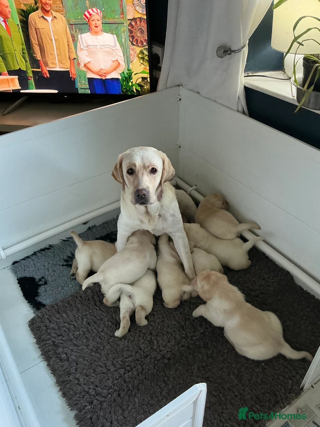 Labrador Retriever dogs for sale: Labrador puppies - Advert 1