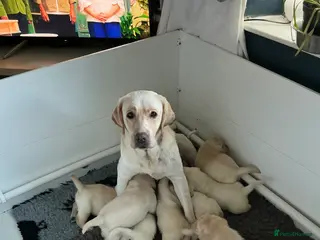 Labrador Retriever dogs Labrador puppies - Advert 3