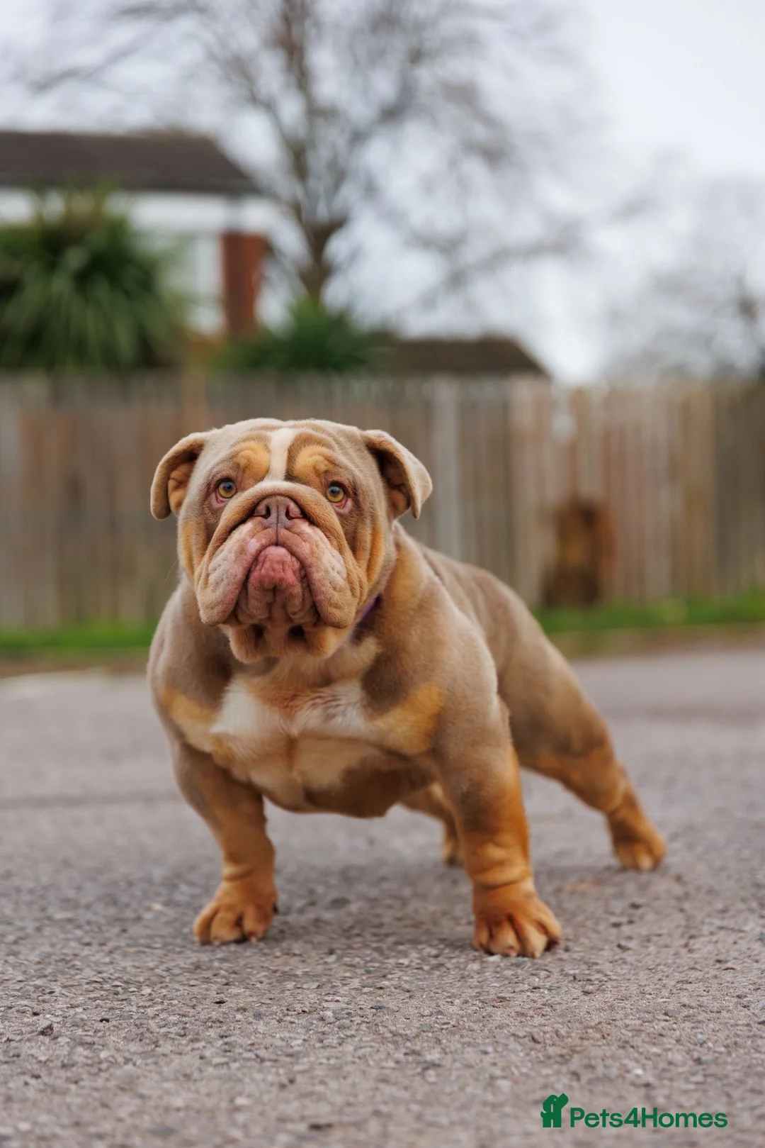 English Bulldog dogs for sale: ENGLISH BULLDOGS MERLE EPIC BULLYZ LILAC  - Advert 10