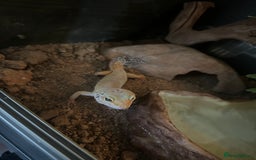 Leopard Gecko reptiles for sale: Male leopard gecko  - Image 4