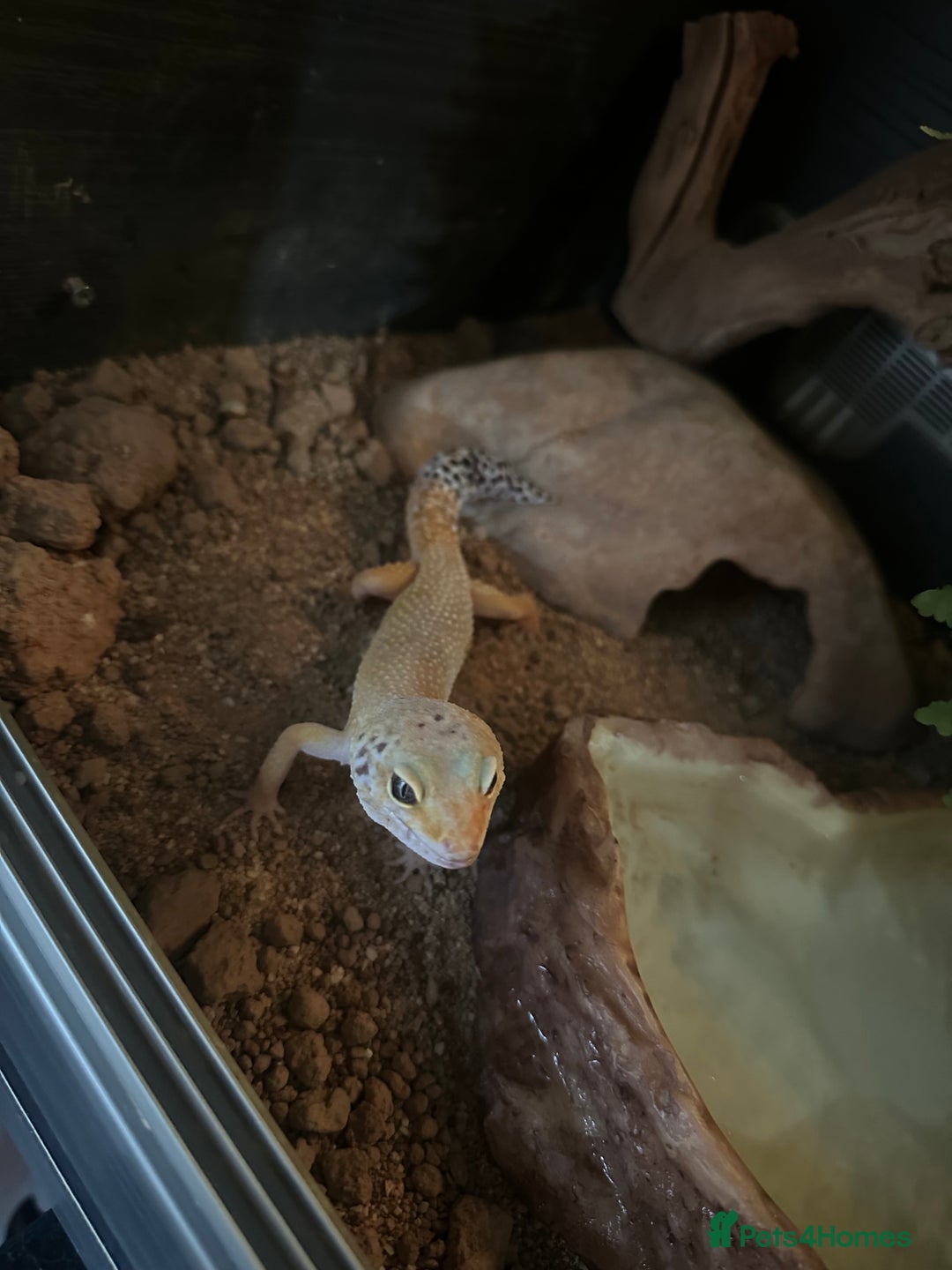 Leopard Gecko reptiles for sale: Male leopard gecko  - Image 4
