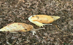Snails invertebrates for sale: 🐌 Giant African Land Snail Babies 🐌  - Image 5