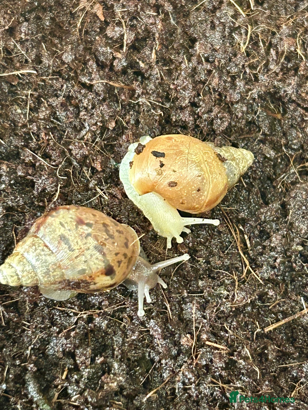 Snails invertebrates for sale: 🐌 Giant African Land Snail Babies 🐌  - Image 5