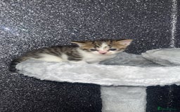Mixed Breed cats for sale: 3 beautiful tabby kittens ♥️ - Image 3