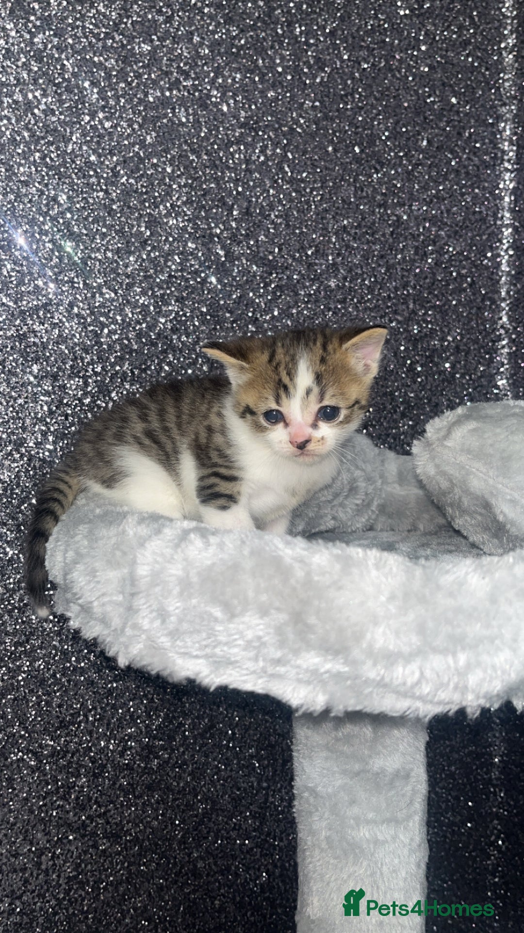 Mixed Breed cats for sale: 3 beautiful tabby kittens ♥️ - Image 3