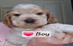 Cocker Spaniel dogs for sale: Show Type Cocker spaniel Puppies KC - Image 1