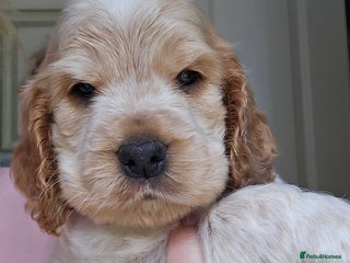 Cocker Spaniel dogs - Advert 5