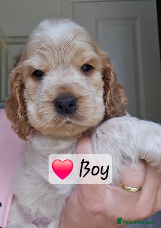 Cocker Spaniel dogs - Advert 6