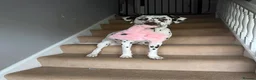Dalmatian dogs for sale: Rehoming my lovely girl - Advert 2