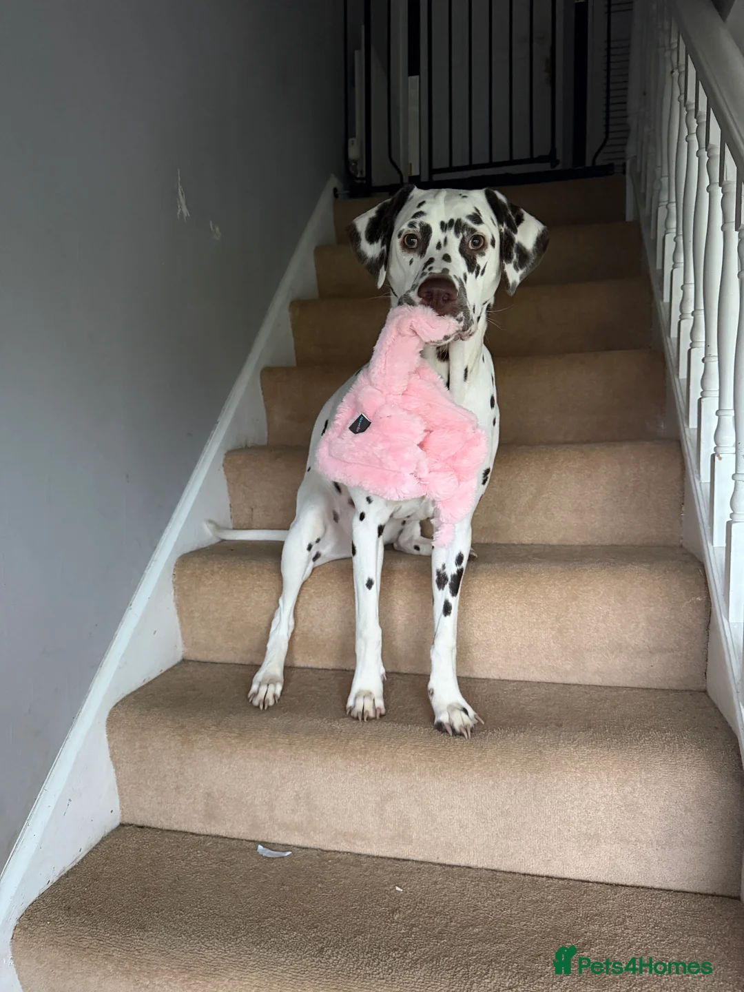 Dalmatian dogs for sale: Rehoming my lovely girl - Advert 2