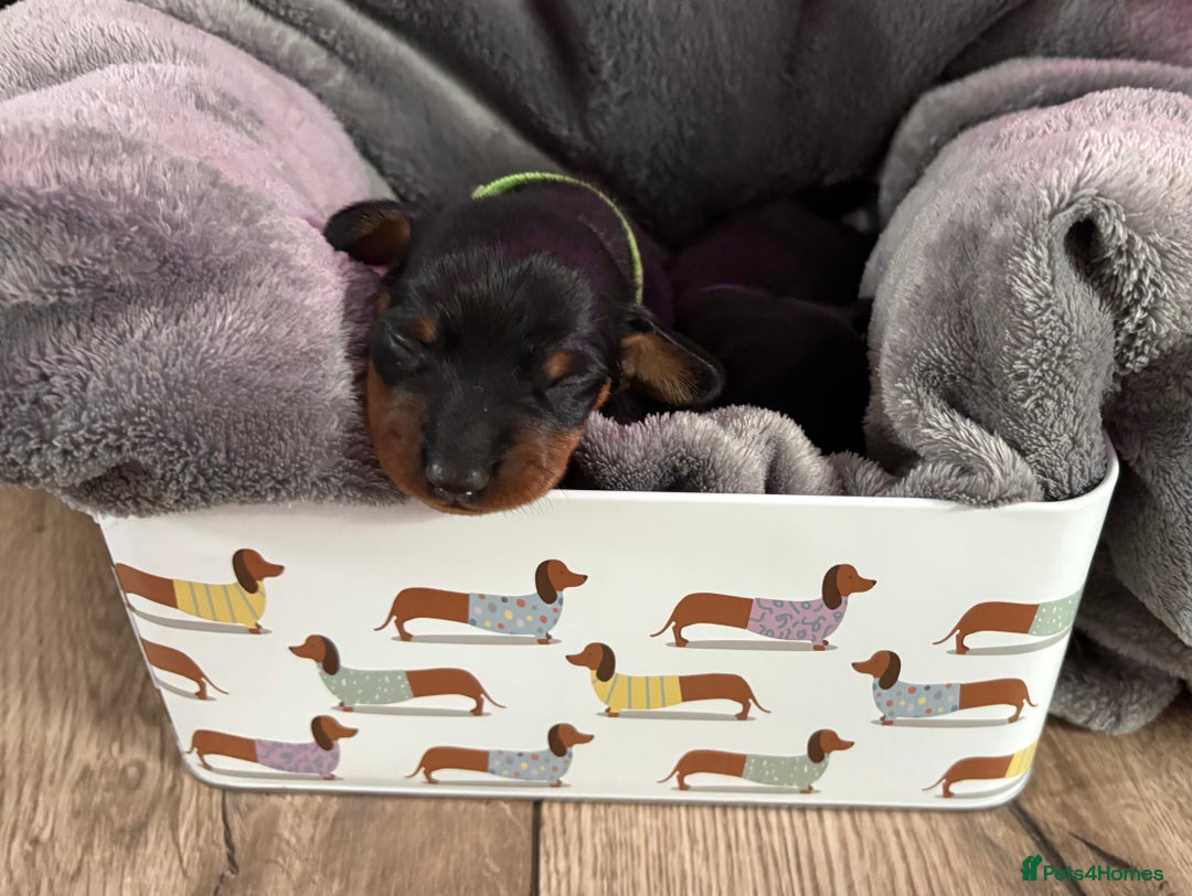 Miniature Dachshund dogs for sale: Miniature dachshund puppies 🐾 - Image 7