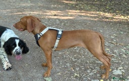 Hungarian Vizsla dogs for sale: Beautiful Hungarian Vizsla Bitch Puppy - Image 3