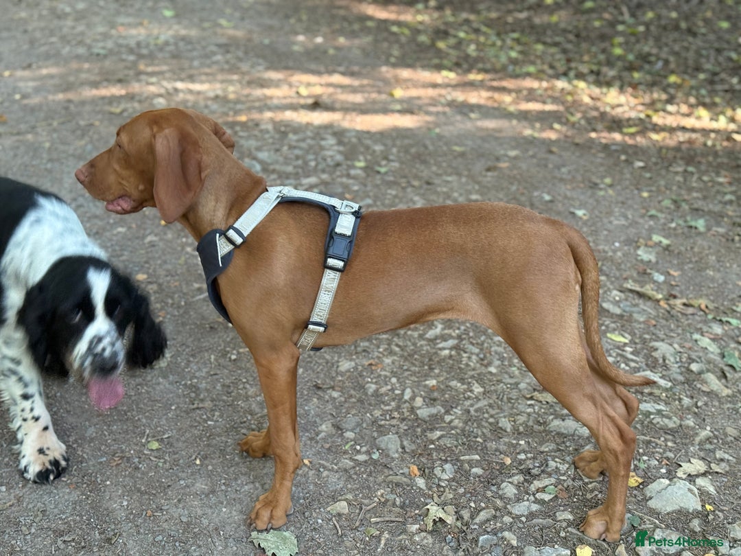Hungarian Vizsla dogs for sale: Beautiful Hungarian Vizsla Bitch Puppy - Image 3