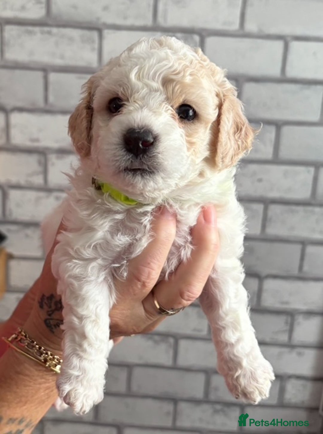 Poochon dogs for sale: 9 Poochon Puppies for Sale – Merles Available - Image 7