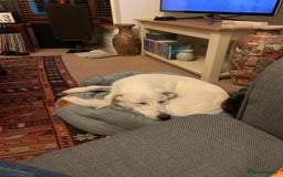Mixed Breed dogs for sale: Young female Labrador cross for adoption  - Image 1