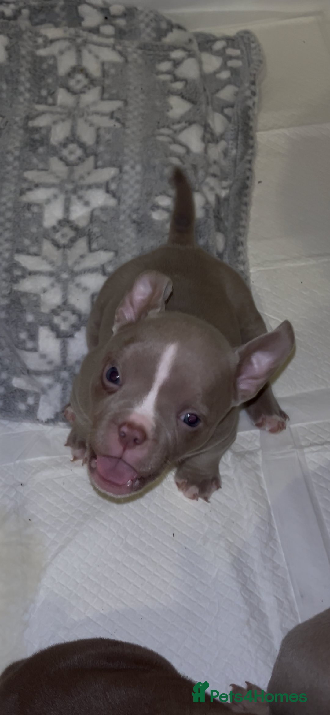 American Bully dogs for sale: Lilac’s Miniature microbully’ puppy’s - Advert 6