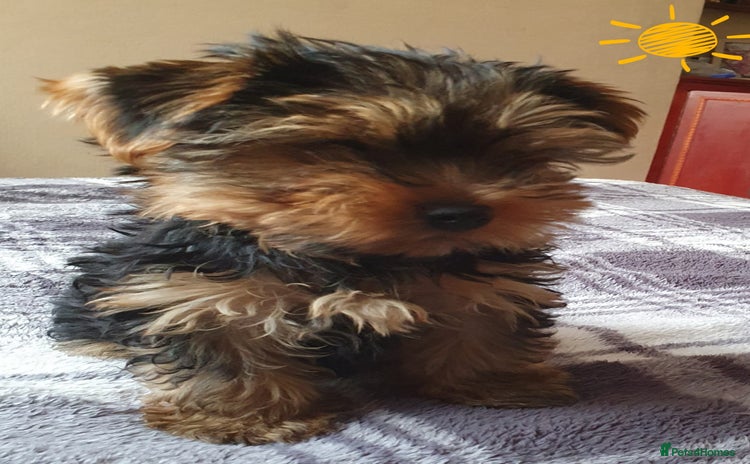 Yorkshire Terrier dogs - Advert 10