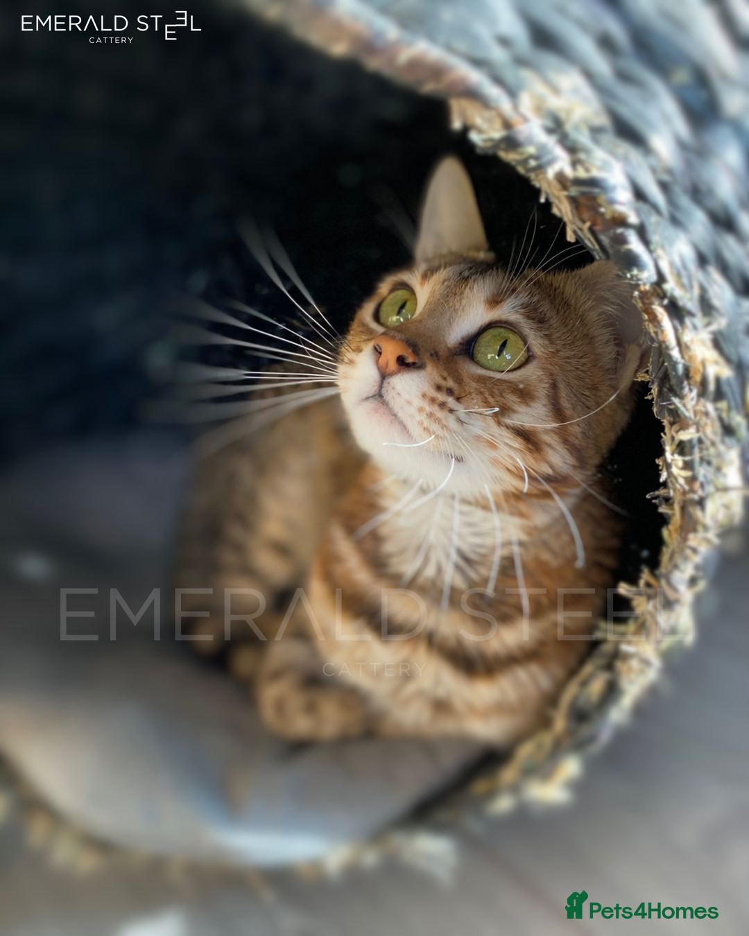 Bengal cats for sale: Pure Pedigree TICA Early Generation Bengal - Advert 25