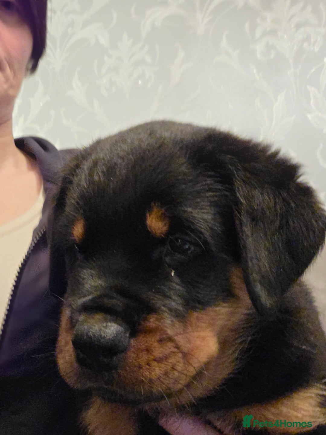 Rottweiler dogs for sale: ***Ready Now*** KC Registered Rottweiler Puppies - Advert 15
