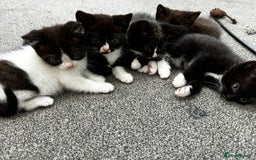 British Shorthair cats for sale: British short hair cross  - Image 17