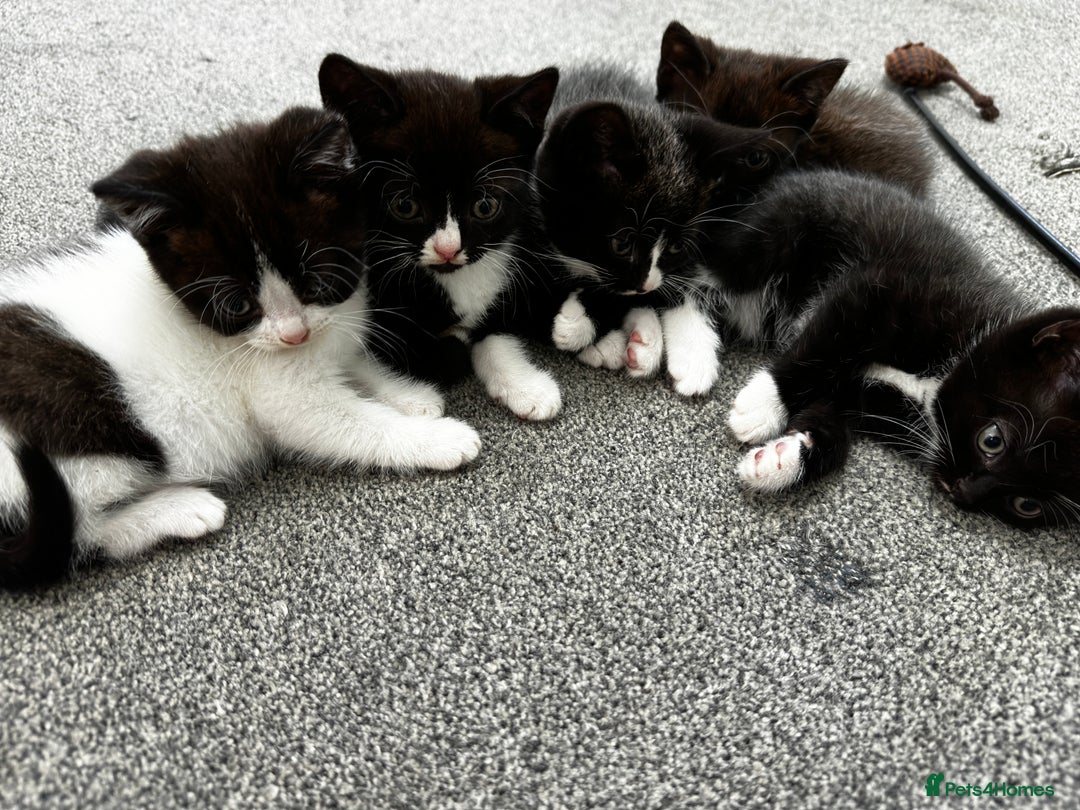 British Shorthair cats for sale: British short hair cross  - Image 17