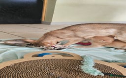 Abyssinian cats for sale: Abyssinian and Bengal x kittens 😻 - Image 23