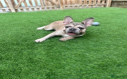 French Bulldog dogs for sale: Beautiful KC Registered French Bulldogs in Barking - Image 12