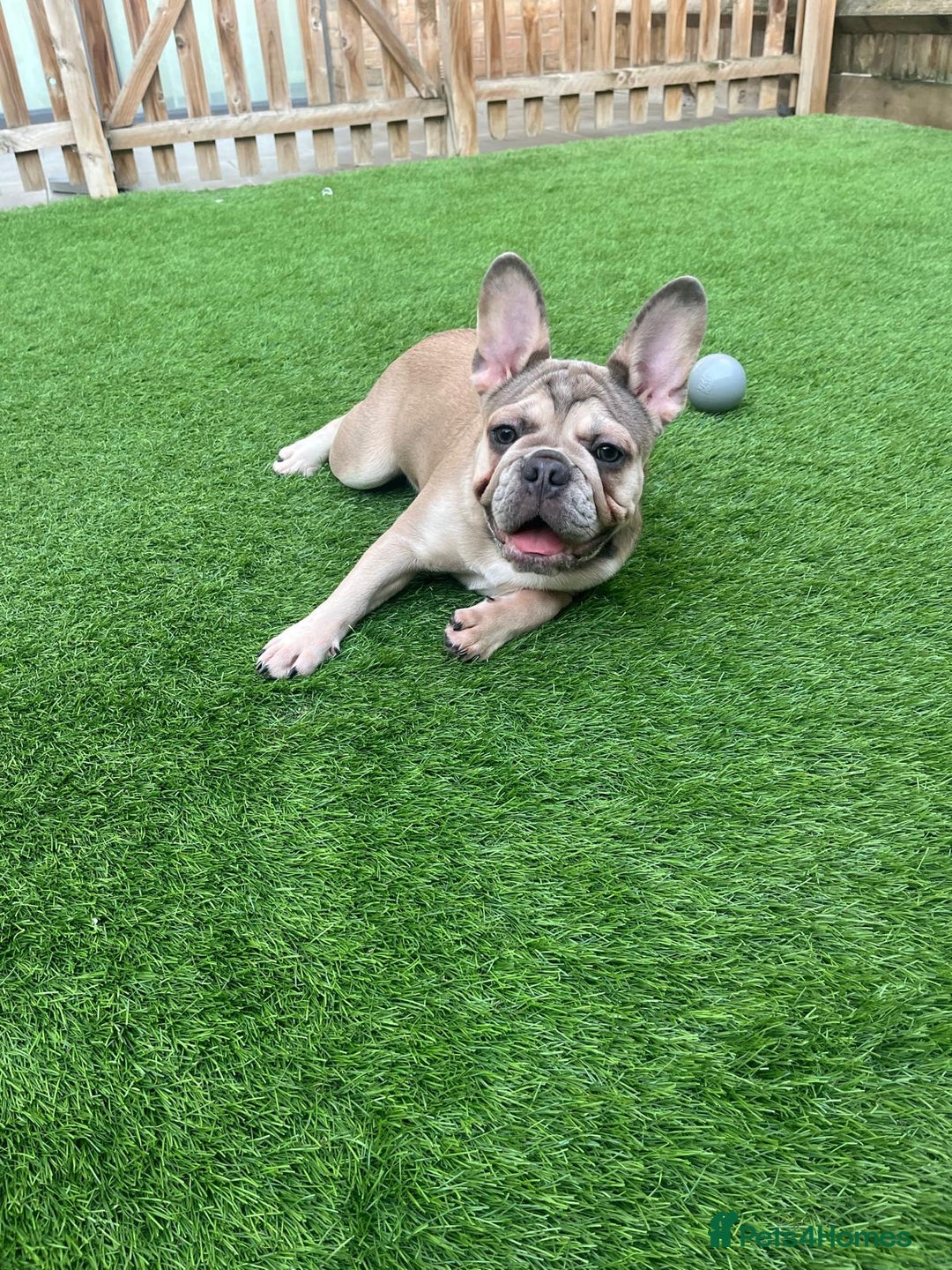 French Bulldog dogs for sale: Beautiful KC Registered French Bulldogs in Barking - Image 12