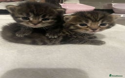 British Shorthair cats for sale: British shorthair, Russian blue and Persian mix   - Image 7