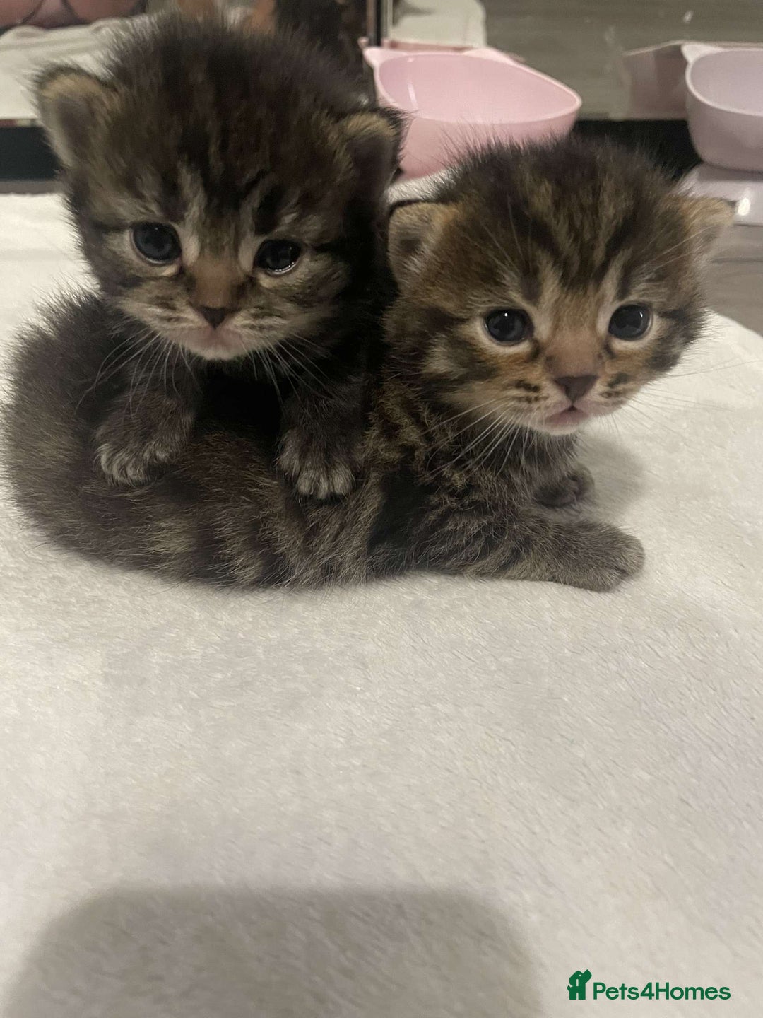 British Shorthair cats for sale: British shorthair, Russian blue and Persian mix   - Image 7
