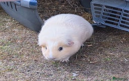 Guinea Pig rodents for sale: Fudge & Smudge - Image 3
