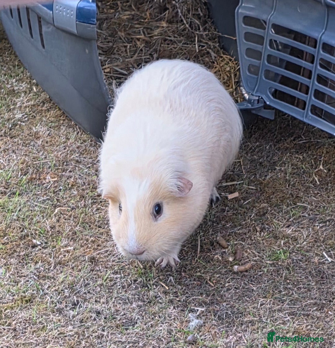 Guinea Pig rodents for sale: Fudge & Smudge - Image 3