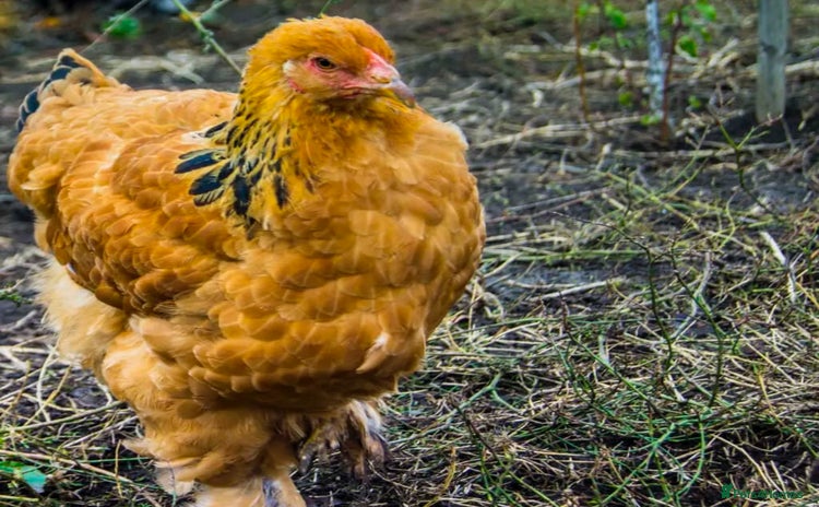 Chickens poultry - Advert 1
