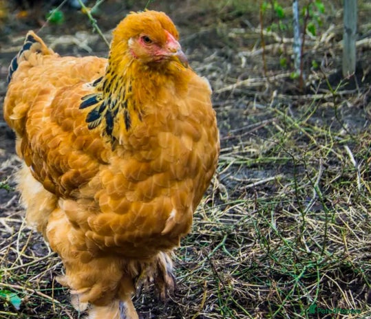 Chickens poultry - Advert 3