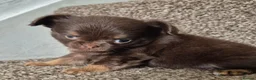 Chihuahua dogs for sale: Long coat KC puppies  - Advert 16