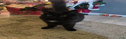 Mixed Breed cats for sale: Looking to sell my two beautiful girls  in Bridgend - Advert 4