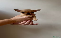 Chihuahua dogs for sale: ADORABLE SUPER TINY CHIHUAHUA PUPPIES - Image 2