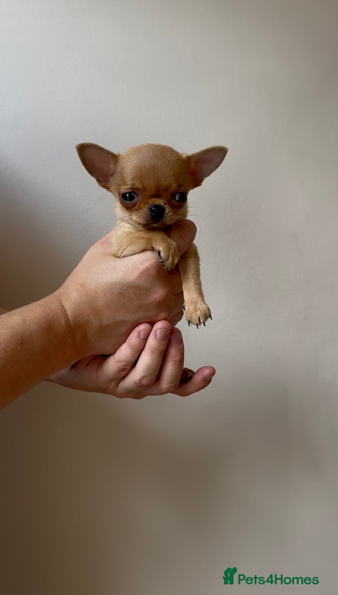 Chihuahua dogs for sale: ADORABLE SUPER TINY CHIHUAHUA PUPPIES - Image 2