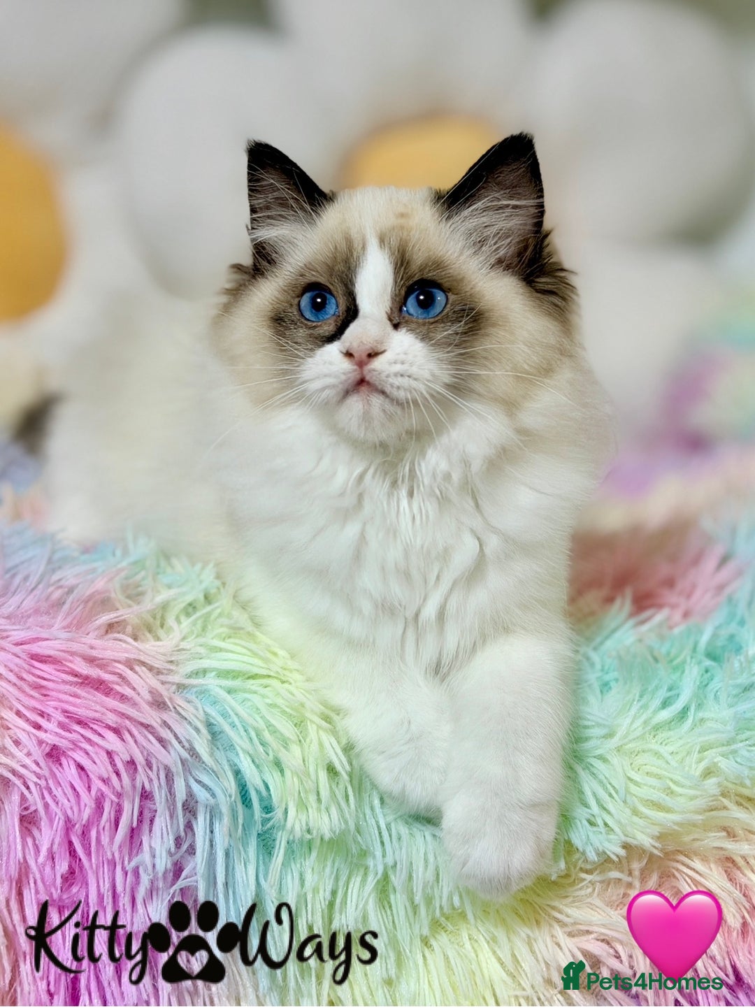 Ragdoll cats for sale: 🐾🩷TICA REG* SEAL BICOLOUR EU RAGDOLL KITTENS🩵🐾 - Advert 10