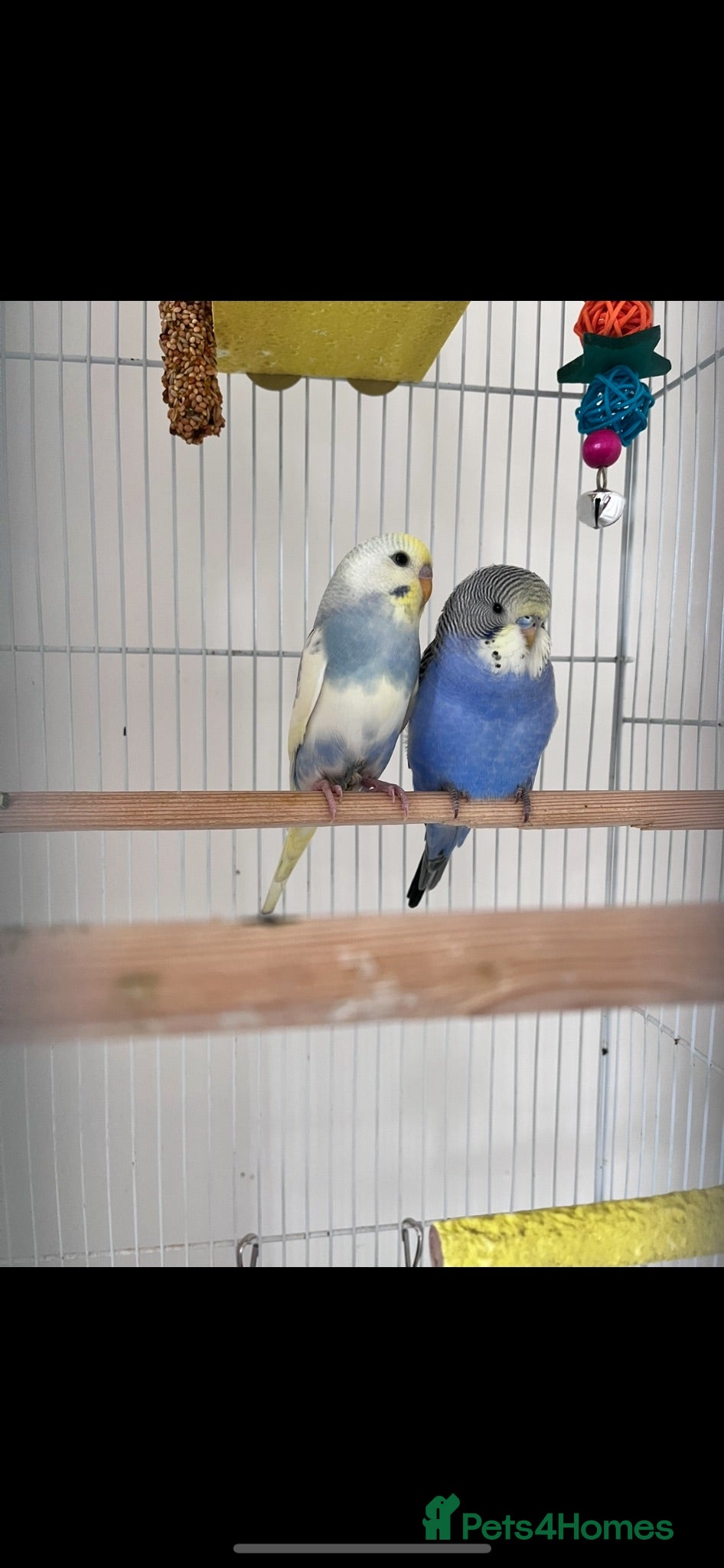 Budgerigars birds X2 budgies for sale  - Advert 1