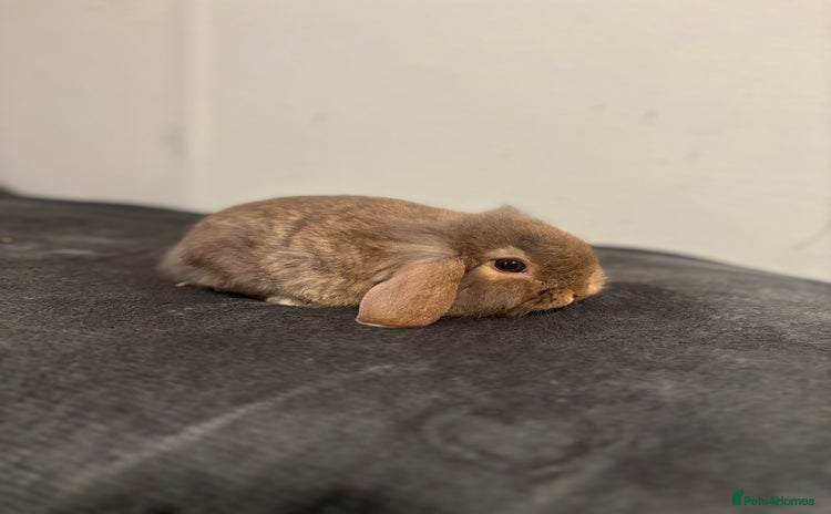 Mini Lop rabbits - Advert 2