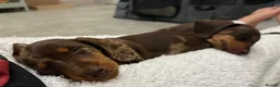 Miniature Dachshund dogs for sale: Miniature Dachshund  - Advert 12