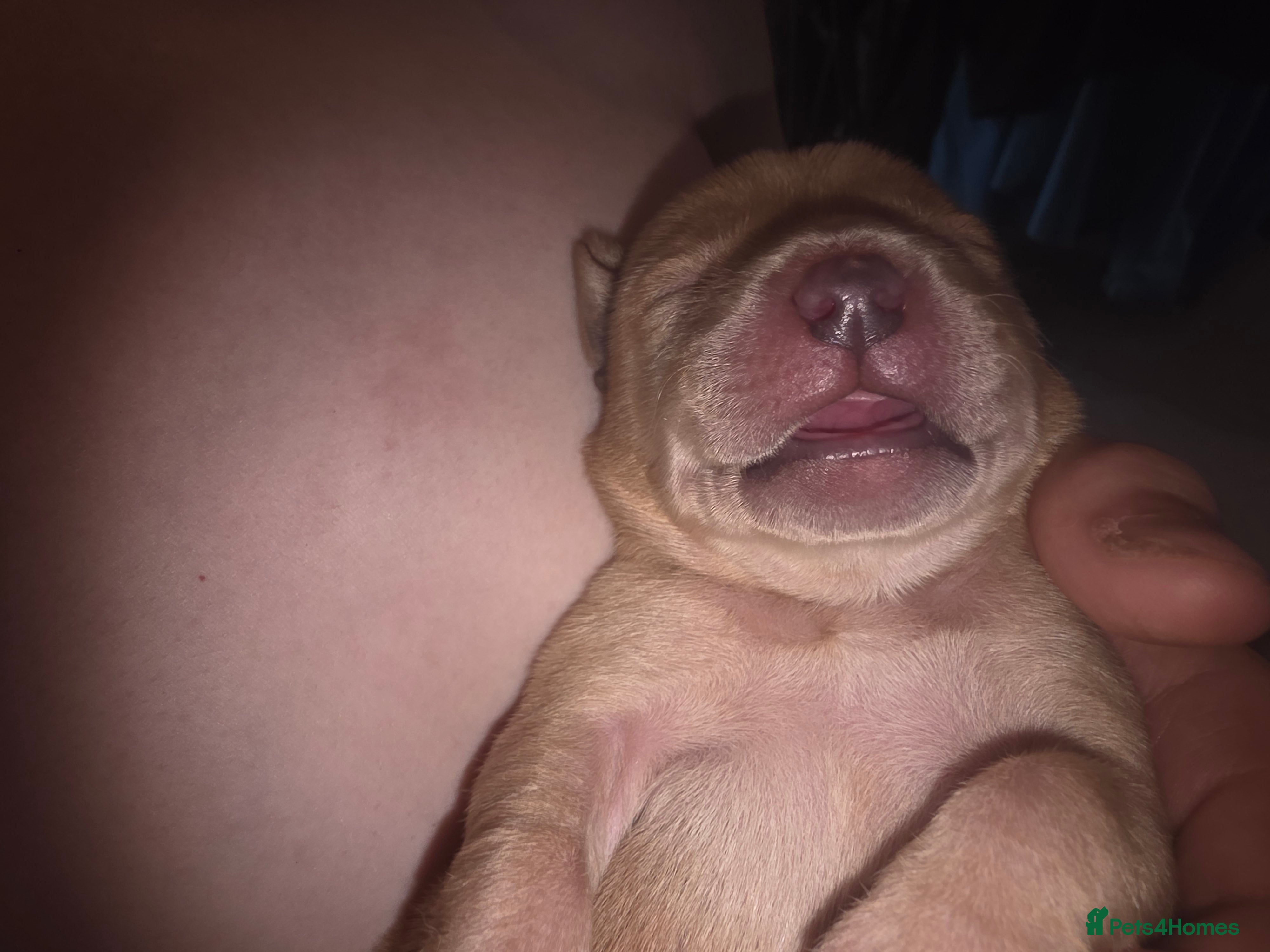 Labrador Retriever dogs for sale: 7 perfect plump little Red Labrador puppies - Advert 9