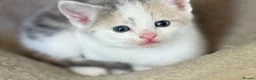Mixed Breed cats for sale: Beautiful baby Kittens  - Advert 2