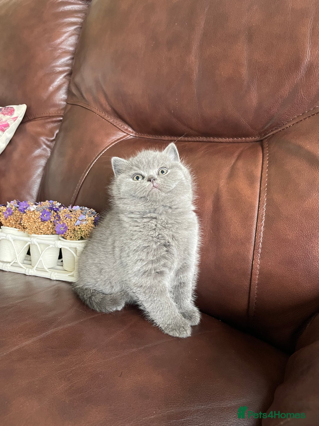 British Shorthair cats for sale:  British Blue kittens - Image 20
